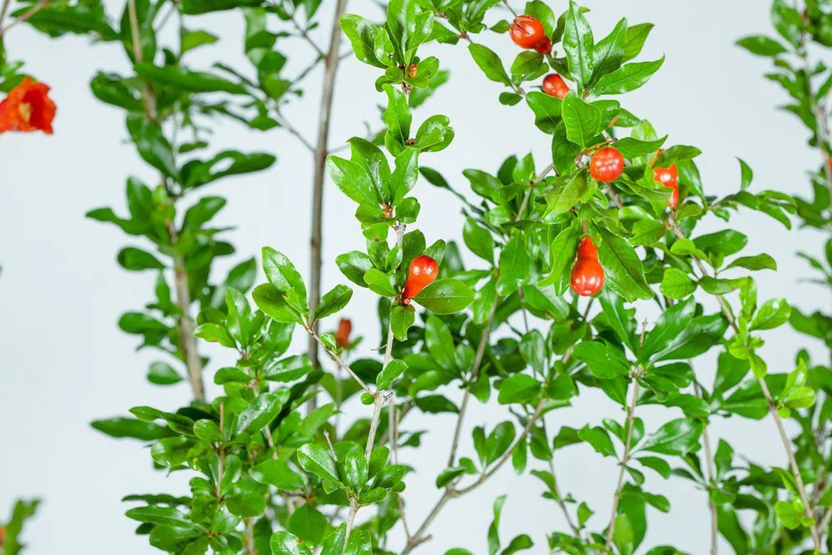 Wonderful Pomegranate Tree