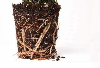 Succulent & Cactus Soil