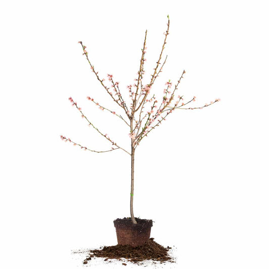 Flordaking Peach Tree