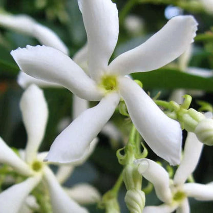 Star Jasmine Vine Shrub