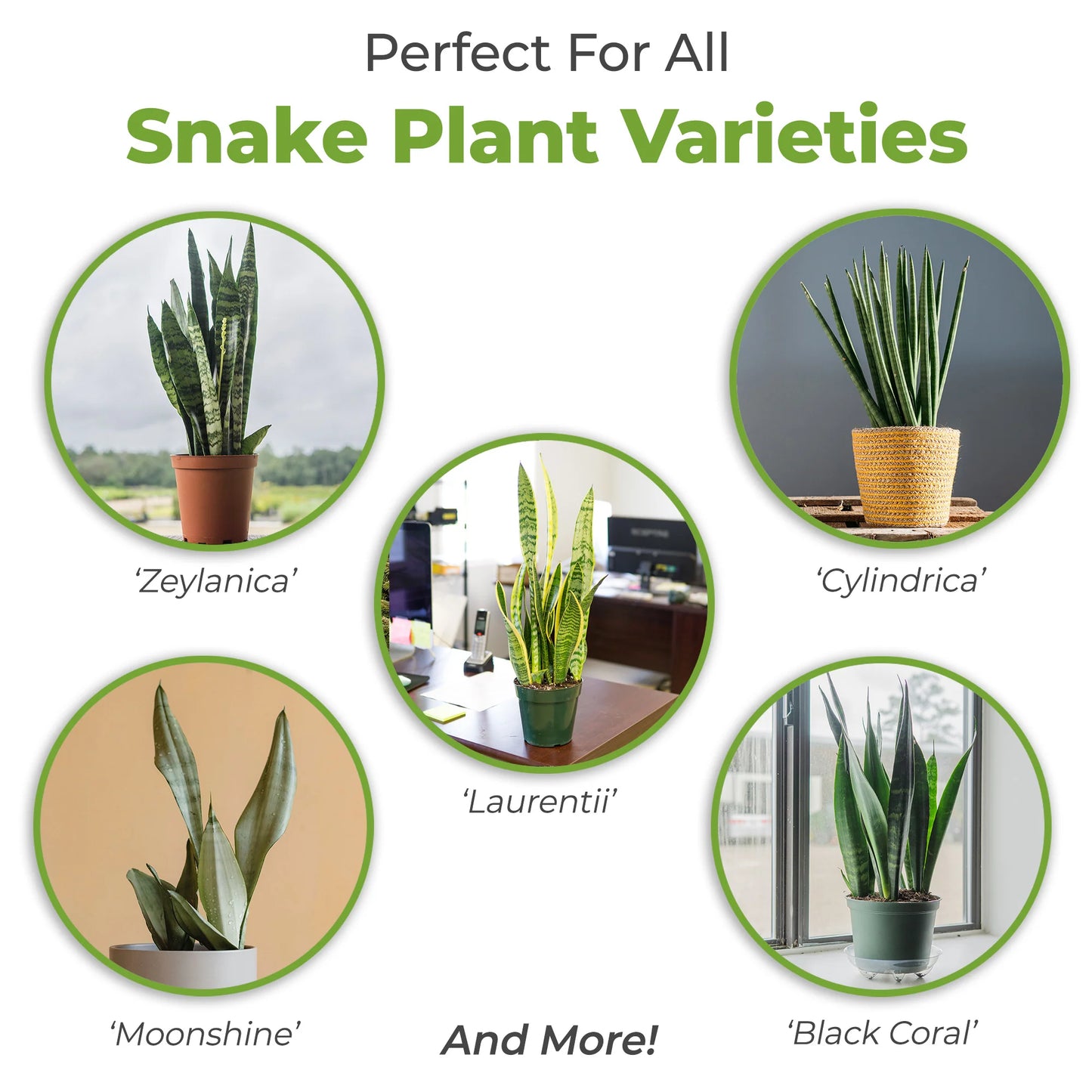 Snake Plant Soil Mix