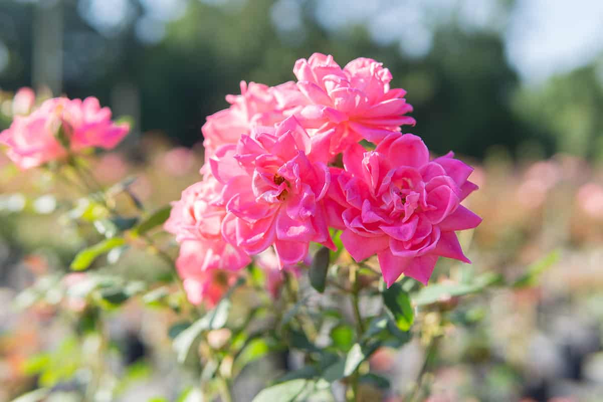 Double Pink Knock Out® Rose Tree