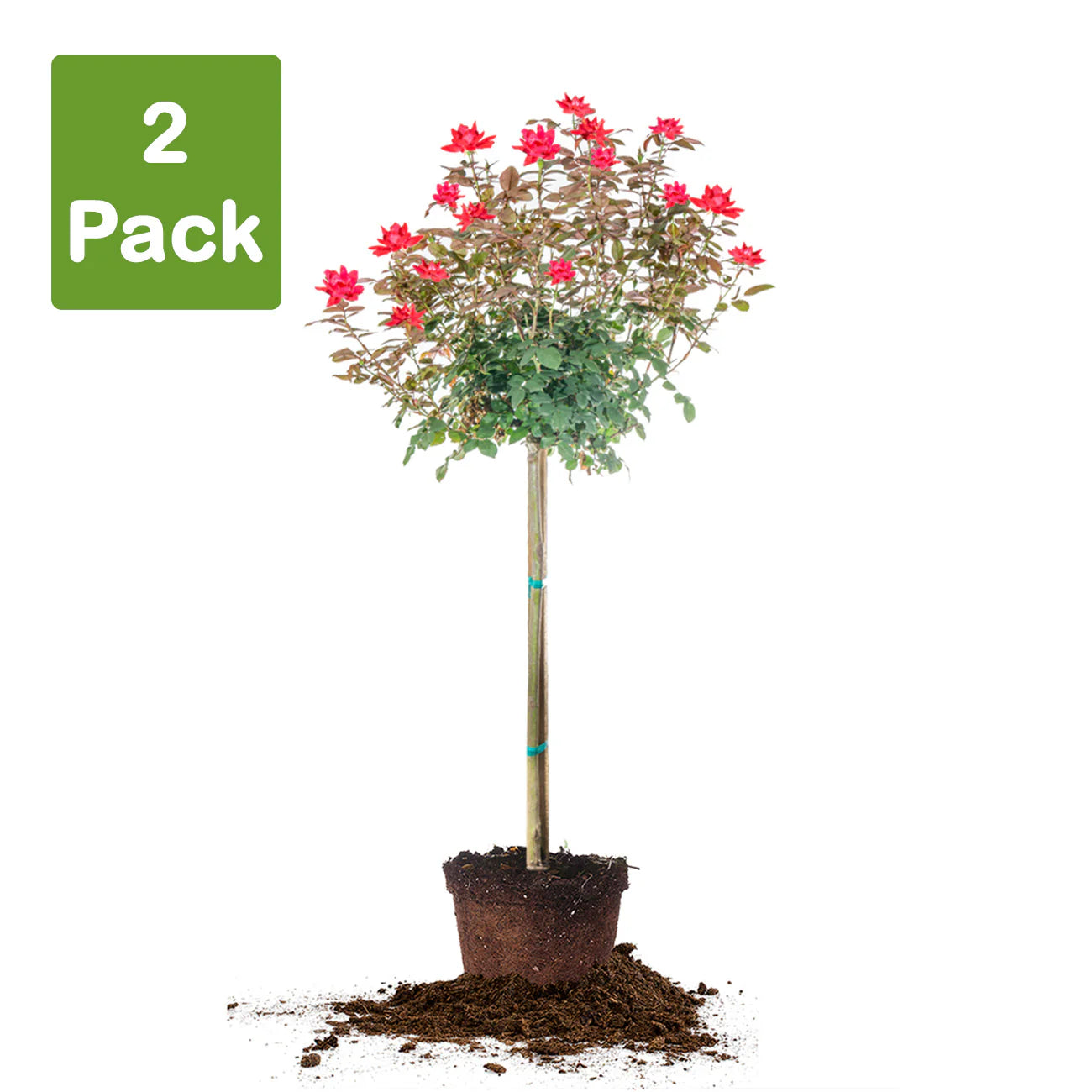 Red Double Knock Out® Rose Tree
