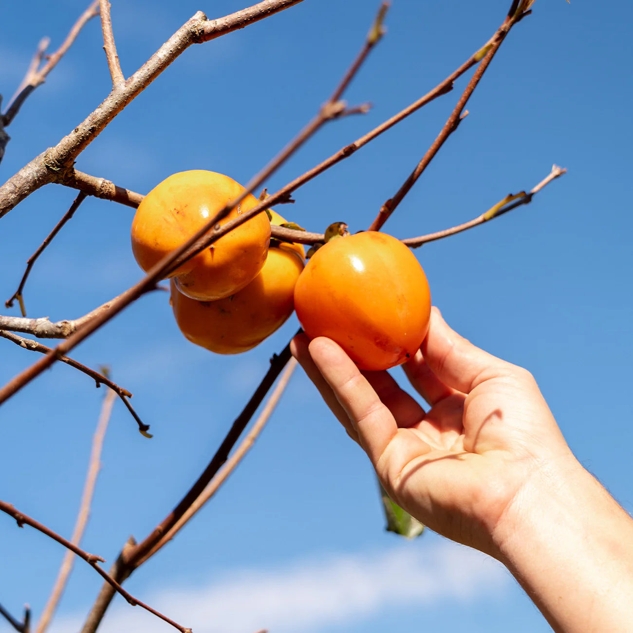 Giombo Persimmon Tree