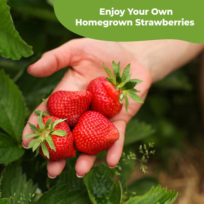 Potting Soil for Strawberries