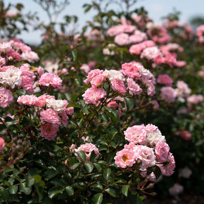 Blushing Drift® Rose Bush