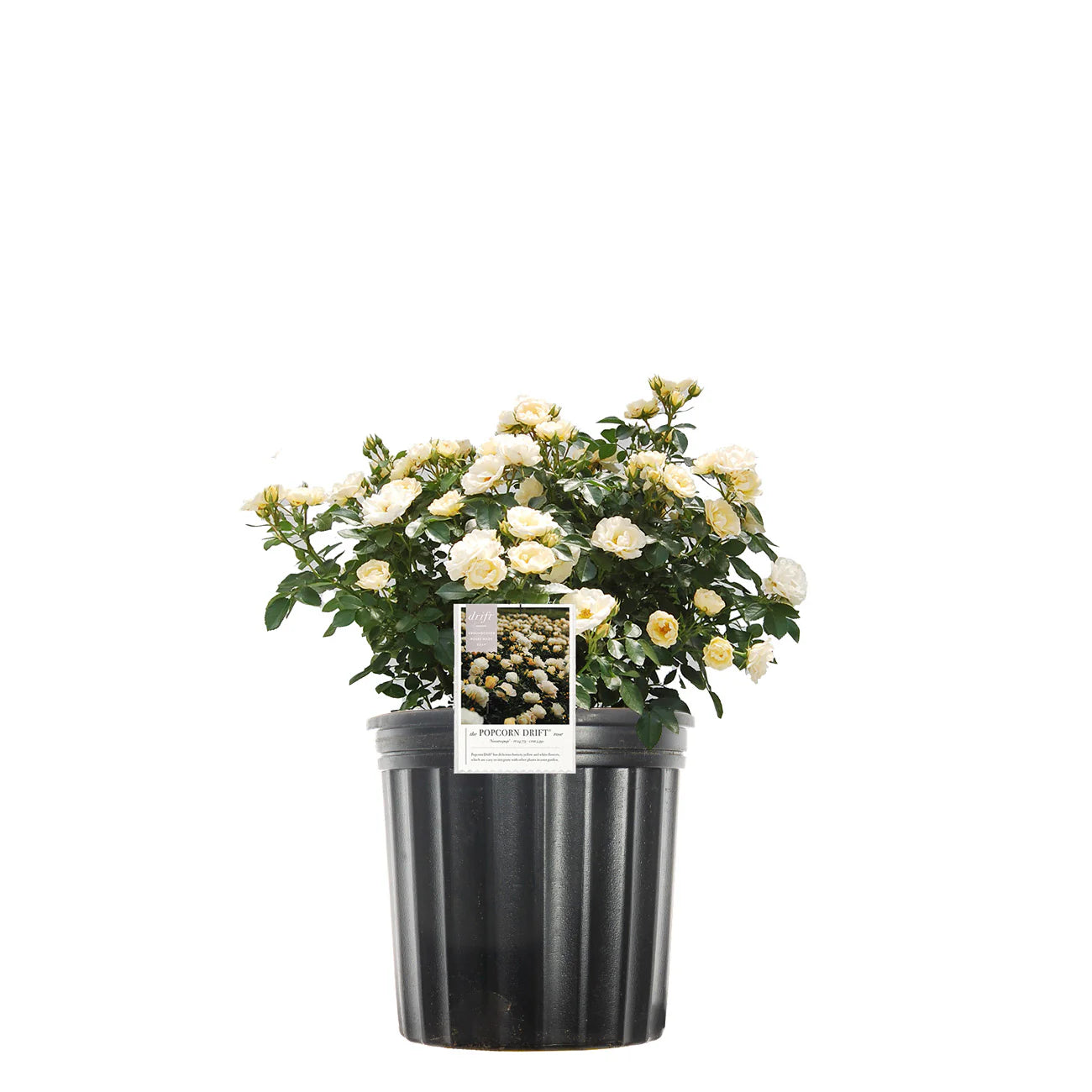 Popcorn Drift® Rose Bush
