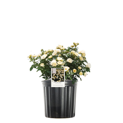 Popcorn Drift® Rose Bush