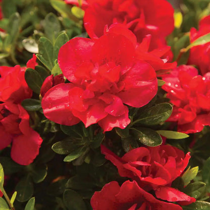 1 Gal. Autumn Bonfire Azalea Bush with Reblooming Red Flowers - Low-Maintenance Evergreen Shrub