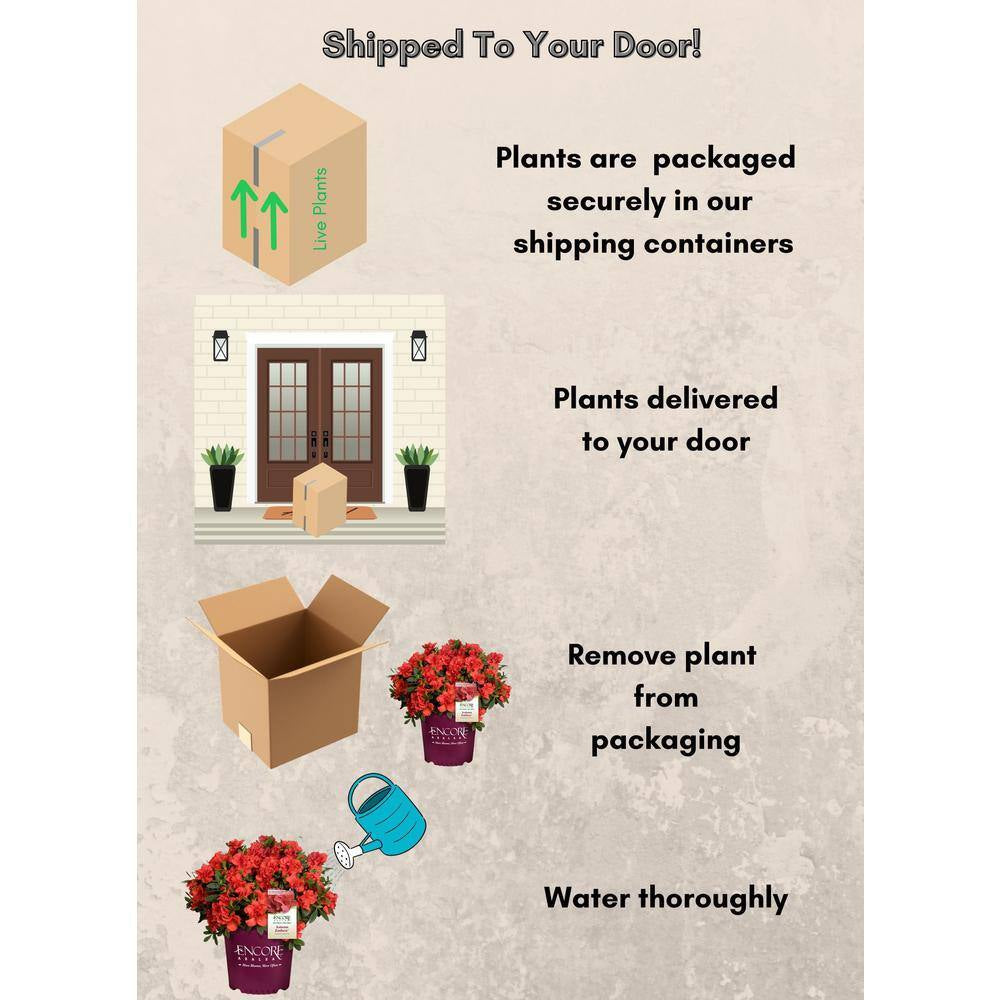 2 Gal. Autumn Embers Shrub with Semi Double Red-Orange Flowers