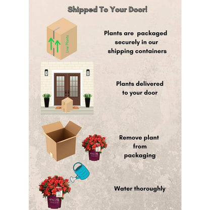 2 Gal. Autumn Embers Shrub with Semi Double Red-Orange Flowers