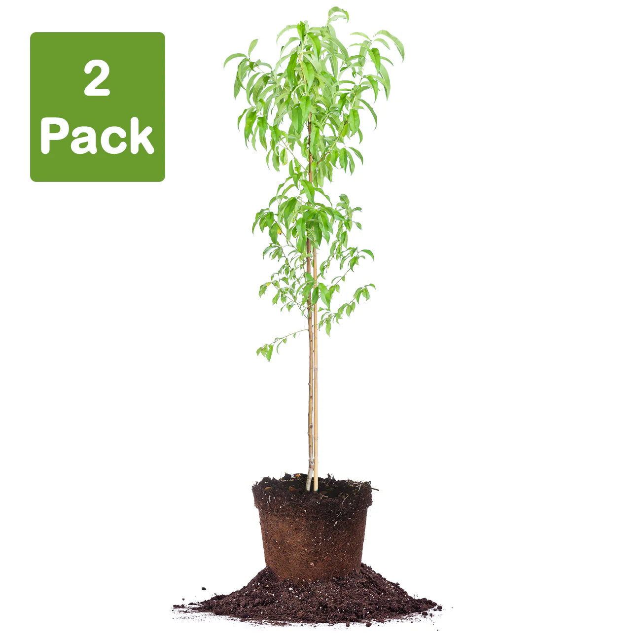 Tropic Snow Peach Tree