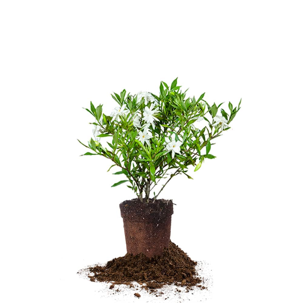 Frost Proof Gardenia Shrub