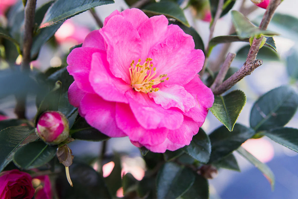 Shishi Gashira Camellia