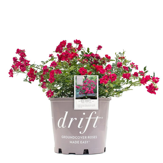 Red Drift® Rose Bush