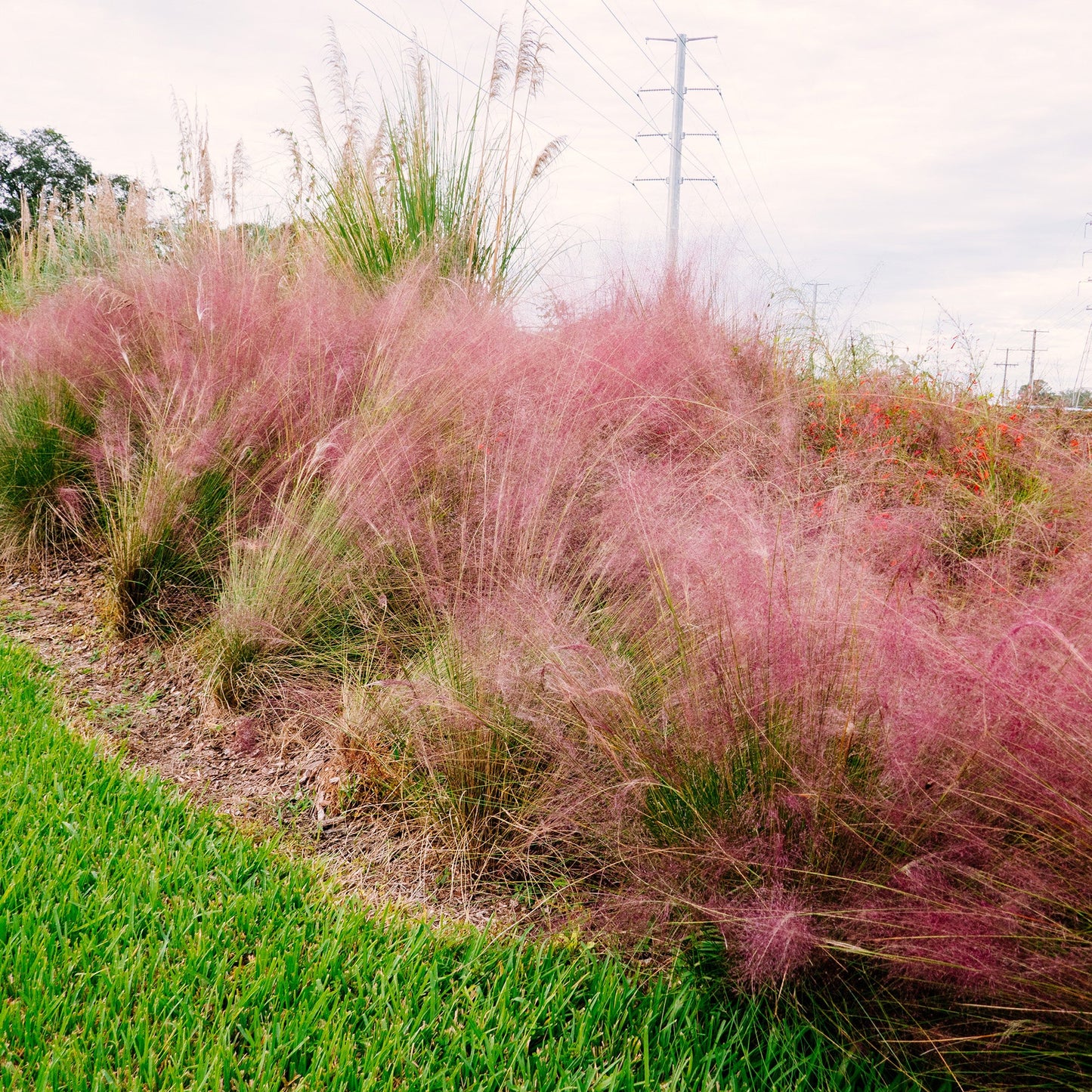 Dwarf Pink Muhly Grass Shrub