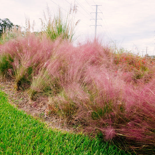Dwarf Pink Muhly Grass Shrub