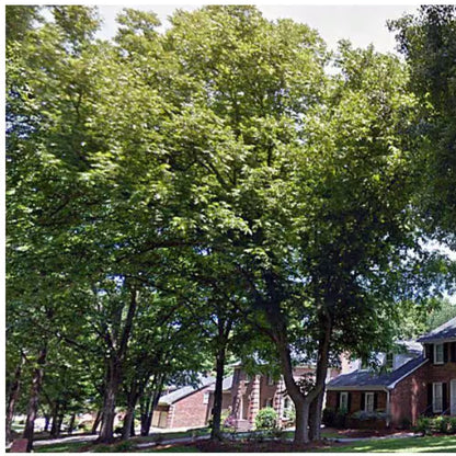 5 Gal. Stuart Pecan Tree