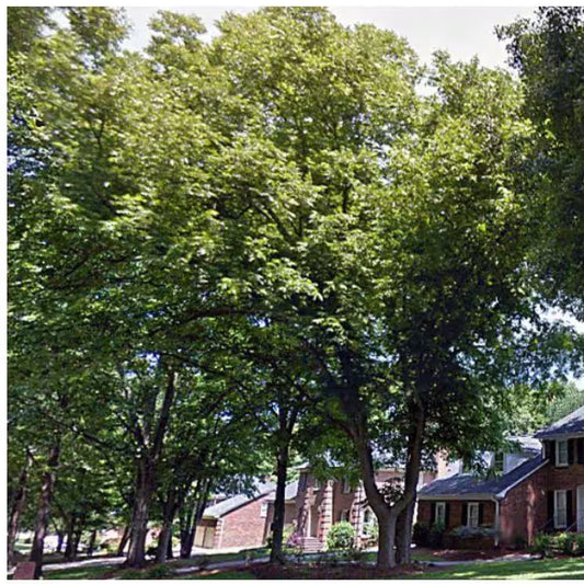 5 Gal. Stuart Pecan Tree