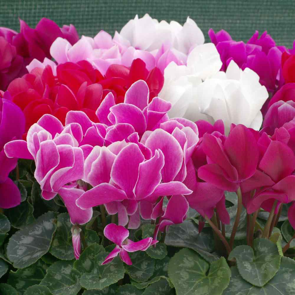 Assorted Cyclamen Persicum