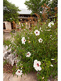 Halberd-leaf rosemallow