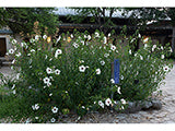 Halberd-leaf rosemallow