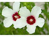 Halberd-leaf rosemallow
