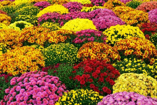 Perennial Mums - Chrysanthemum spp.