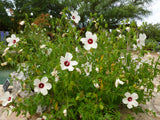 Halberd-leaf rosemallow