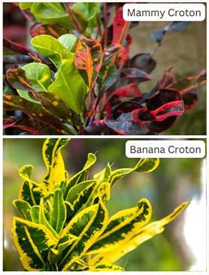 Assorted Croton - Codiaeum variegatum 8"