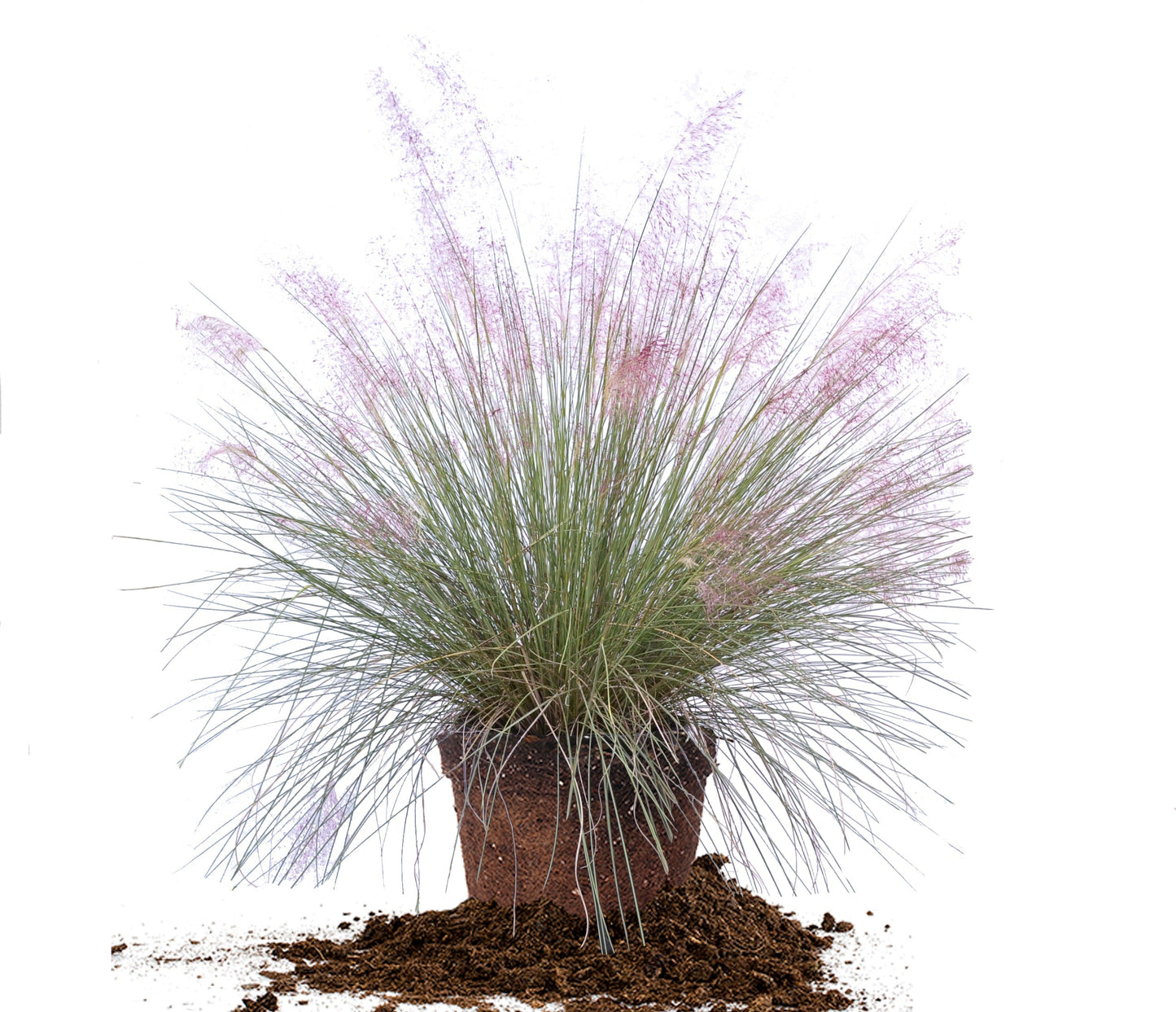 Dwarf Pink Muhly Grass Shrub