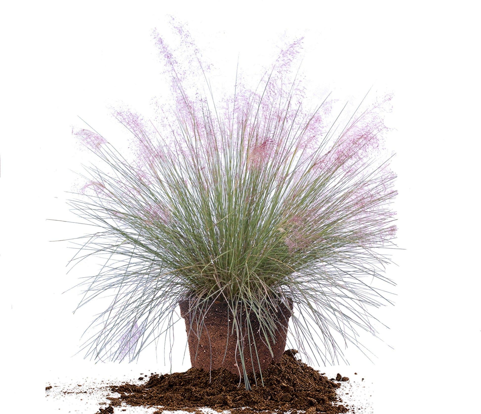 Dwarf Pink Muhly Grass Shrub