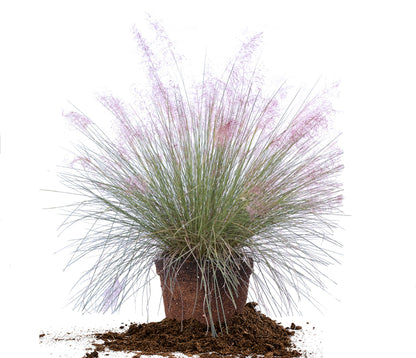 Dwarf Pink Muhly Grass Shrub