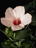 Halberd-leaf rosemallow