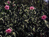 Halberd-leaf rosemallow