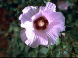 Halberd-leaf rosemallow