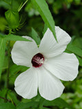 Halberd-leaf rosemallow