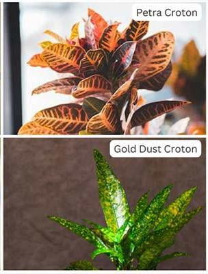 Assorted Croton - Codiaeum variegatum 8"