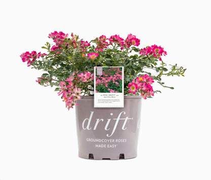 Pink Drift® Rose Bush