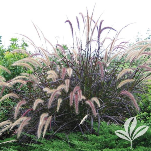 Purple Fountain Grass - Pennisetum setaceum 'Rubrum'