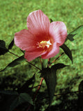 Halberd-leaf rosemallow