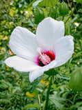 Halberd-leaf rosemallow