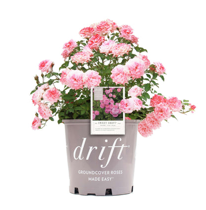 Sweet Drift® Rose Bush