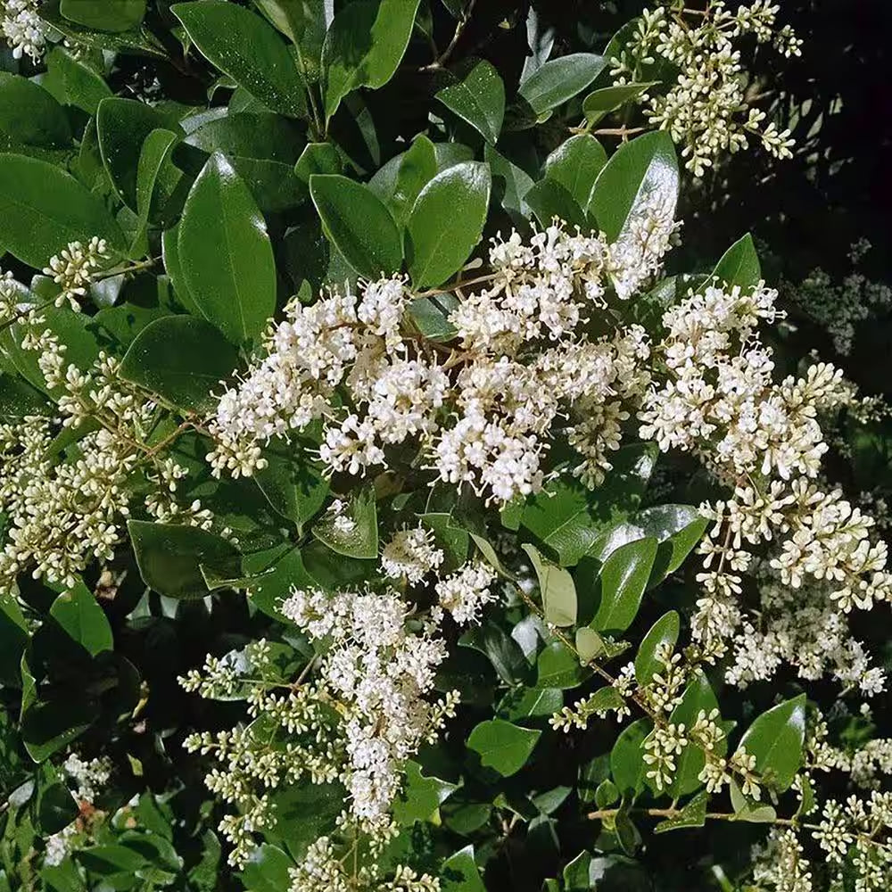 2.25 Gal. Ligustrum Recurvifolium Privet Shrub
