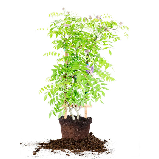 Wisteria Amethyst Falls