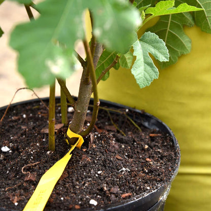 Organic Worm Castings