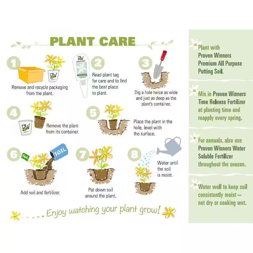 4.5 In. Qt. Blue Chiffon Rose of Sharon (Hibiscus) Live Shrub, Blue Flowers