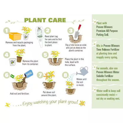 4.5 In. Qt. Blue Chiffon Rose of Sharon (Hibiscus) Live Shrub, Blue Flowers