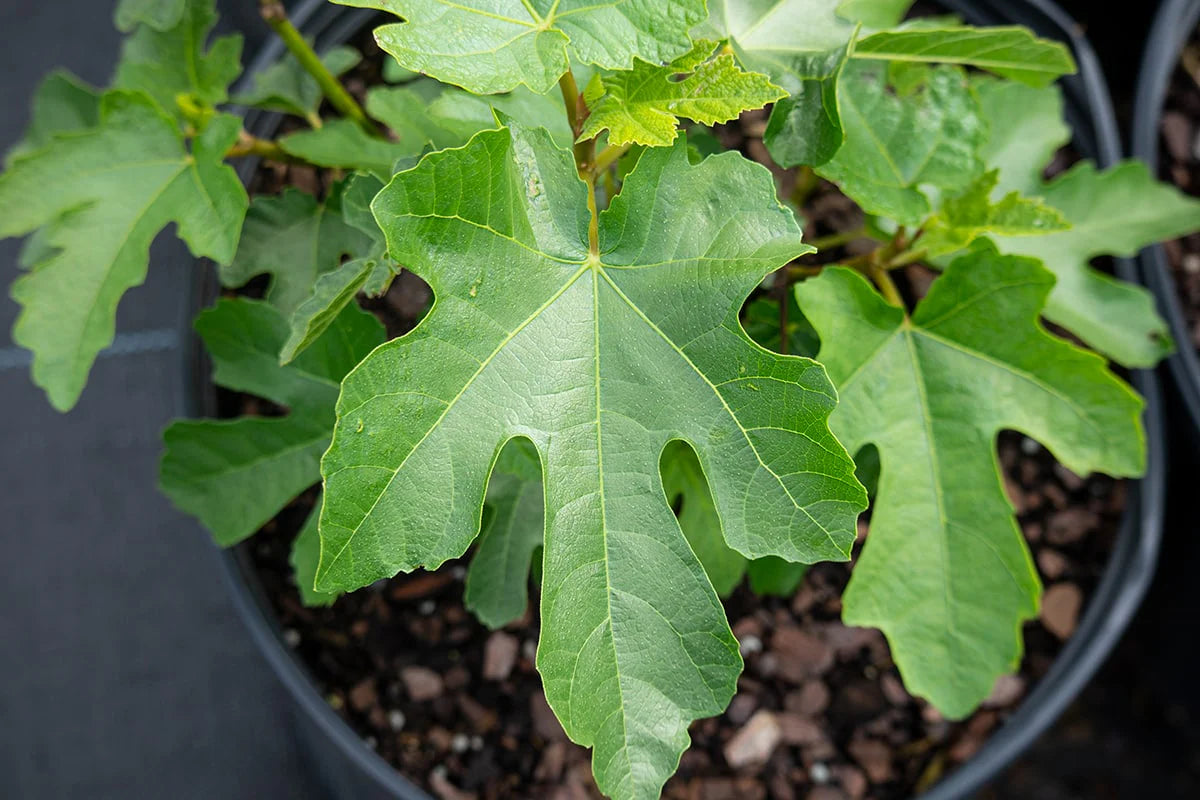 LSU Purple Fig Tree
