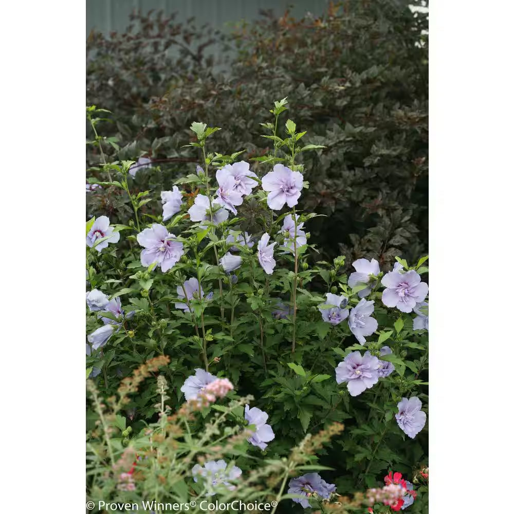 4.5 In. Qt. Blue Chiffon Rose of Sharon (Hibiscus) Live Shrub, Blue Flowers